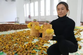 青海首次在大棚成功试种桑黄图片