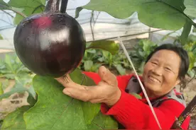 种菜的北京大妈 想去海南看看图片