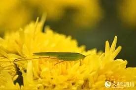 小小金丝菊变身“致富花”图片