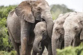母象生来没有象牙，这种“进化”让人心塞图片