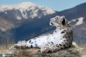 今天是“世界雪豹日”，“雪山之王”了解一下图片