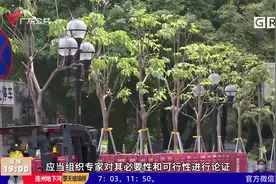 广州拟规定：砍伐这些树木需专家论证视频封面