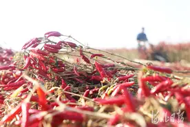河北：霜降时节收获忙图片
