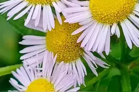 有一种爱，叫爱得深沉，想得疯狂图片