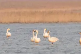 上海的野生动物多了吗？我们和野生动物保护人士聊了聊图片