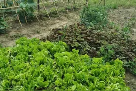 可代种植管理采摘 花钱“云种菜”，你能接受吗？图片