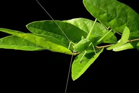 “隐形”大师图片