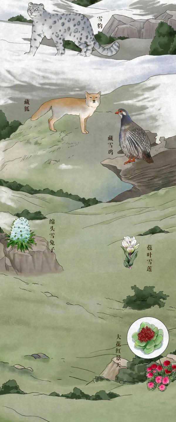 长知识！中国珍稀动植物你能认全吗？随手收藏给孩子