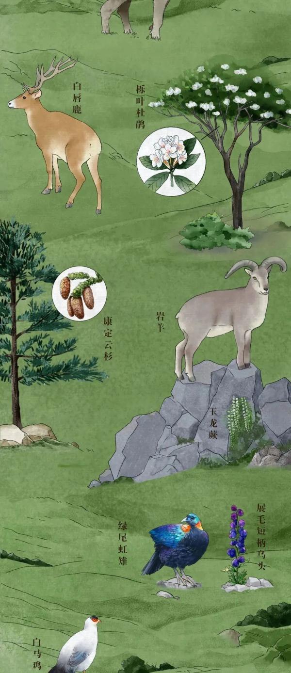 长知识！中国珍稀动植物你能认全吗？随手收藏给孩子