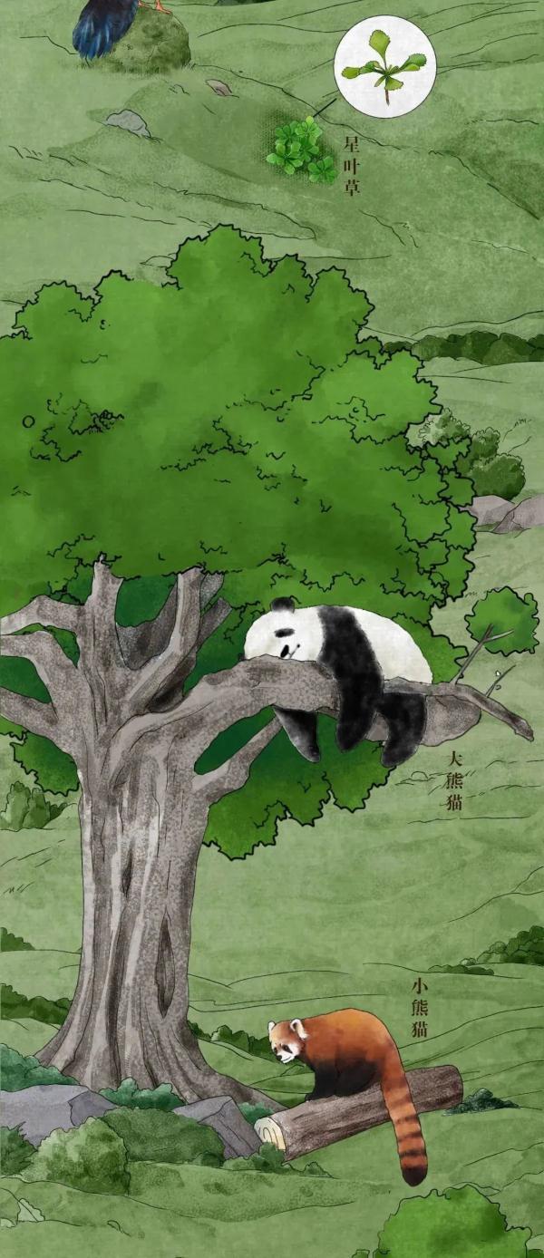 长知识！中国珍稀动植物你能认全吗？随手收藏给孩子