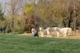 北京一游客冲到7只白虎面前“对吼”，警方：未受伤，正调查图片