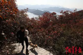 深秋登高赏红叶图片