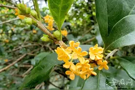 合肥公园桂花与樱花“同框”专家：正常图片