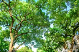 广州拟规定城市更新不砍老树 广州砍树超10株或要征求公众意见图片