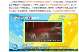 "二师兄"频繁出没 南京部分山林野猪密度已超标图片