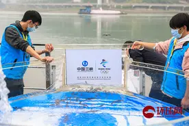 5万尾长江鲟将放流长江，创历史新高图片