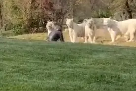北京野生动物园游客冲进白虎展区被刑拘背后：有人曾命丧虎口图片