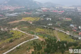 崂山开出“网红菊花”！可品茶能蒸炸，包饺子也给力，没有做不到只有想不到图片