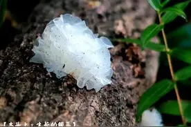 煮银耳时，别直接下锅！多做这1步，15分钟迅速出胶，又稠又好吃图片