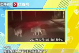"二师兄"频繁出没！南京部分山林野猪密度已超标图片