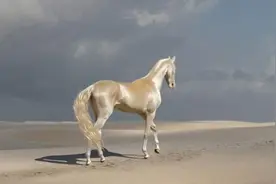 世界上最美丽的金色汗血宝马 专家解析闪亮毛发秘密图片