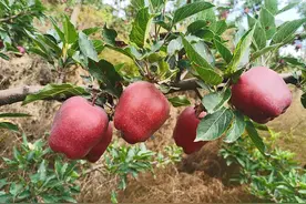山东苹果品尝指南丨“全球最好吃”苹果开售，发货地：山东图片