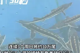 30秒｜长江鲟 胭脂鱼 圆口铜鱼 四川宜宾开展2021年长江上游珍稀特有鱼类增殖放流活动视频封面