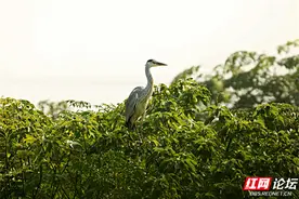 绿水青山鸟先觉，湖南这个地方已成为鸟类的天堂图片