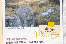 兔狲发来卖萌照，快来看腿最短的"大网红"｜来自三江源的明信片图片