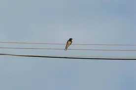 草堂读诗｜朗诵：余洁玉《落在电线上的鸟》《我》图片