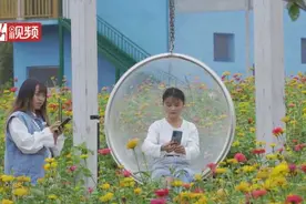 金华有片菊园花海 乘着小火车一起去看看视频封面
