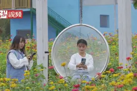 金华有片菊园花海 乘着小火车一起去看看视频封面