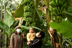 河北正定：“智慧农场”引游人图片