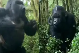 可怕时刻！大猩猩近距离站立捶胸吓跑游客图片