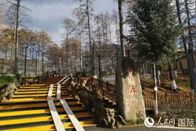 走进东北虎林园 感受森林之王的魅力图片