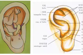 不打针，不吃药，仅靠耳穴压豆也可治疗小儿这些疾病图片