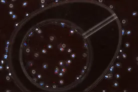 科学家发现新方法提高抗生素对"超级细菌"的疗效图片