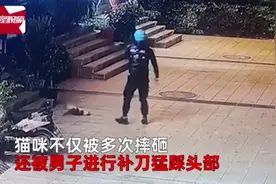 外卖小哥当街狠摔踩踏小猫致死，平台方：永久封号，禁止跑单图片