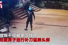 外卖小哥当街狠摔踩踏小猫致死，平台方：永久封号，禁止跑单图片