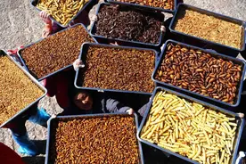 虫子，到底有多好吃？图片