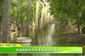 持续阴雨内涝冬枣园该如何管理图片