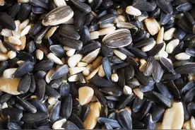 美国哈佛大学公共卫生学院：适量吃瓜子能护心图片