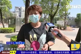 珠海：流浪猫主动示好 却遭外卖员虐杀视频封面