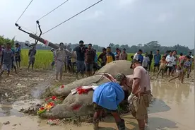 印度阿萨姆邦大象频繁遭电击死亡 人象矛盾加剧图片