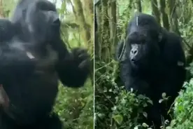 可怕时刻！大猩猩近距离站立捶胸吓跑游客图片