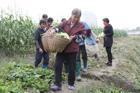 橘米公社又到一年丰收时 乡村振兴为村民带去小确幸图片