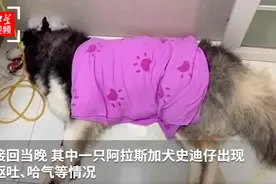 阿拉斯加犬被放进烘干箱2小时后死亡？宠物店：为证清白，店员进烘干箱亲测图片