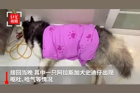 阿拉斯加犬被放进烘干箱2小时后死亡？宠物店：为证清白，店员进烘干箱亲测图片
