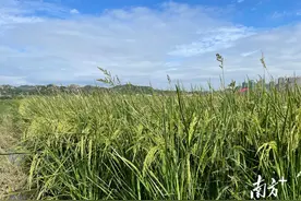汕头市濠江区：千亩盐碱地复耕记图片
