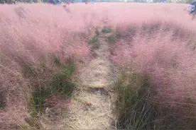 网红粉黛花海大片“斑秃”，步道护栏拦不住游客踩踏图片